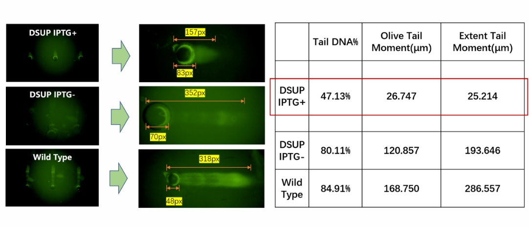 221031igem2.png